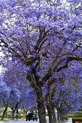 Jacaranda.jpg